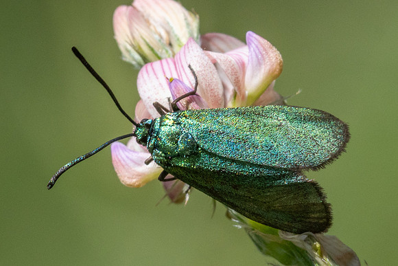 Procris-9117
