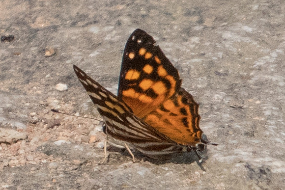 Dodona egeon egeon-5407 - Doi-Suthep - 9/03/23