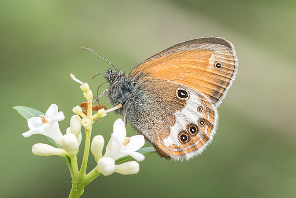 Coenonympha arcania (Céphale)  - Fontainebleau - 16/06/19