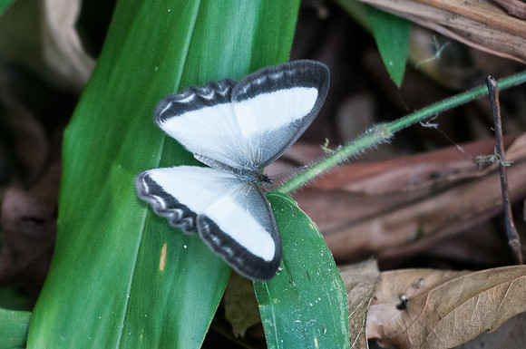 Oressinoma typhia