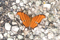 Marpesia petreus-1807
