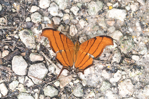 Marpesia petreus-1807
