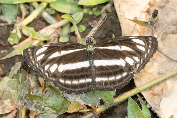 Neptis cartica-1347- Chiang Dao - 17/03/25