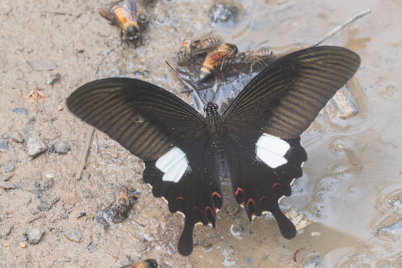 Papilio helenus helenus -9656 - Chiang Dao  - 11/03/23