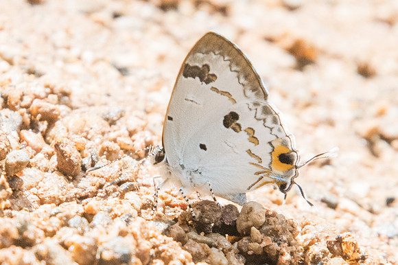 Hypolycaena othona othona-2541 - - Chiang Dao - 15/11/23