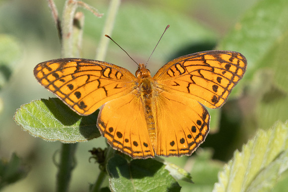 Euptoieta hegesia-1181 - Barichara - 8/06/24