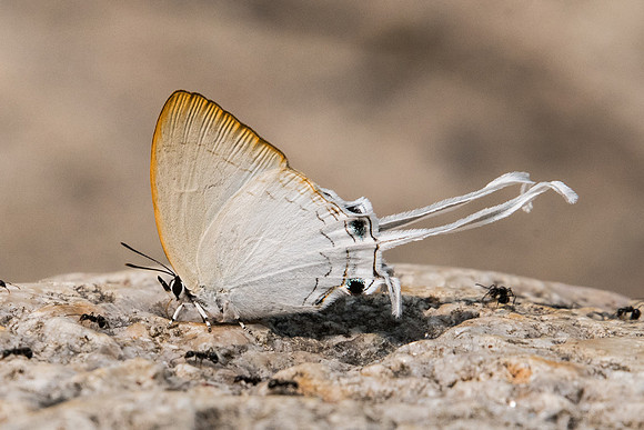 Cheritra freja-0239 - Doi-Suthep - 7/03/23