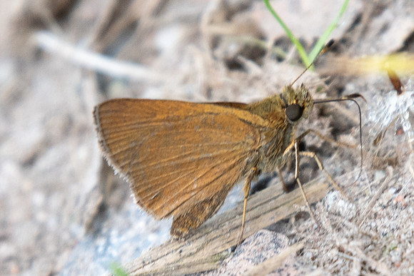 Corticea corticea --5254