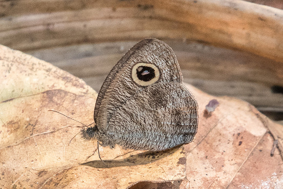 Ypthima nebulosa-5767 - Doi-Suthep 9/03/23