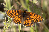 Melitaea celadussa-1754