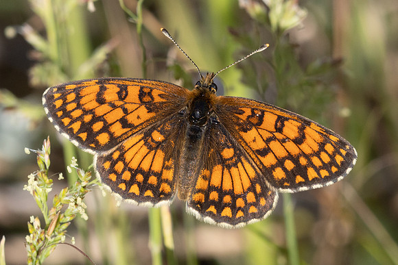 Melitaea celadussa-1754