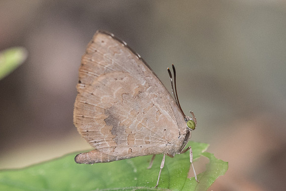 Miletus symethus-6796 - Chiang Mai - 14/03/23