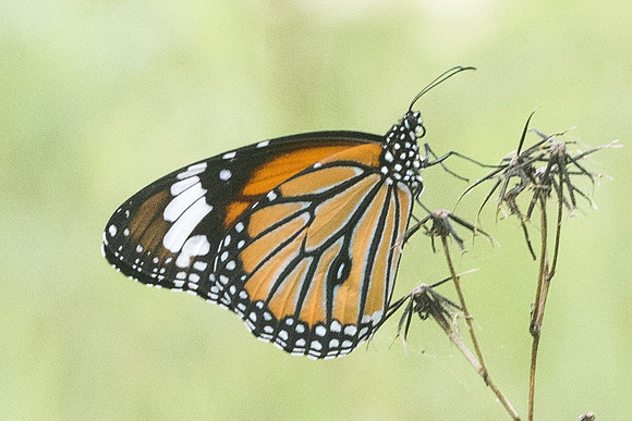 Danaus genutia-3930 - Krabi - 22/11/23