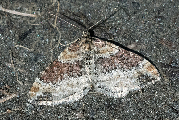 Xanthorhoe spadicearia-1857 - Cervières - 1/07/21