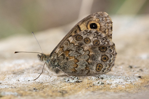 Lasiommata megera-8918 - Fontainebleau - 4/08/24