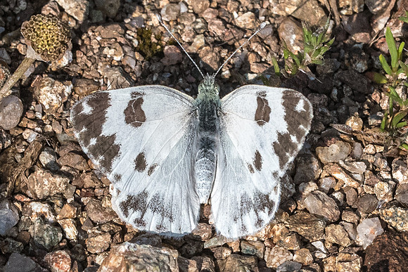 Pontia daplidice ♀-9028 - Corse - 17/06/23