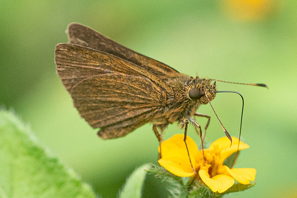 Corticea corticea -6880
