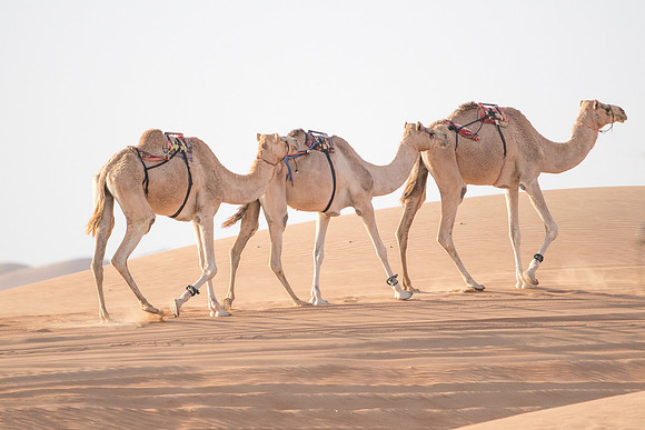 Désert Oman-5682