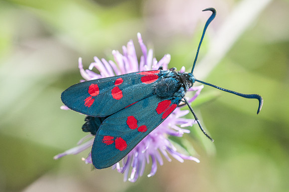 Zygaena filipendulae-3743