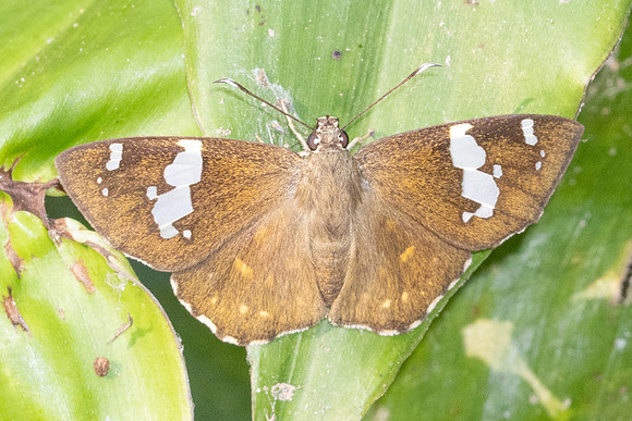 Celaenorrhinus leucocera-6203 - Doi Suthep - 28/03/25