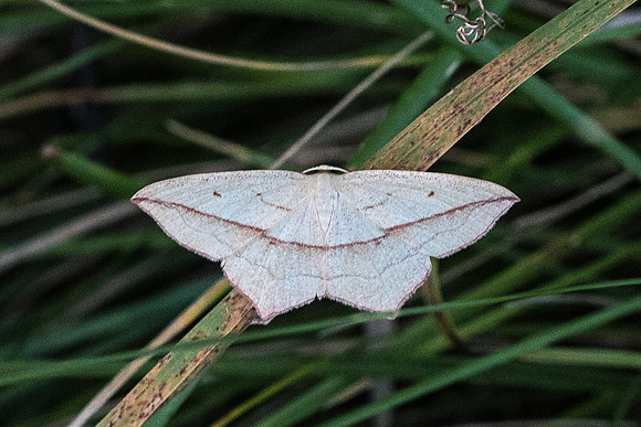 Timandra (Calothysanis) comae - Précy