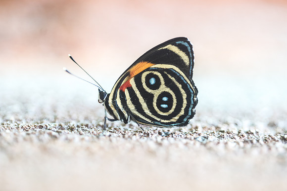 Mariposas de Colombia