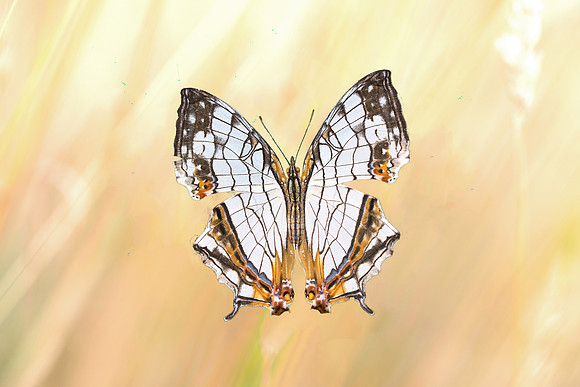 Butterflies from Japan