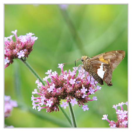 Butterfly Canada 3-tile