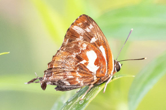 Iraota rochana pandara-6640 - Wat Jed Yod (Chiang Mai) - 27/03/24