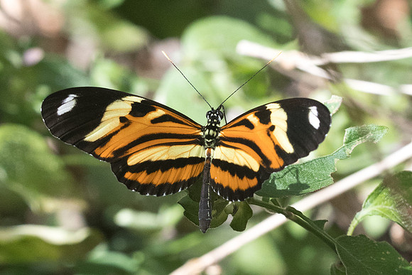 Heliconius ethilla narcaea -1752