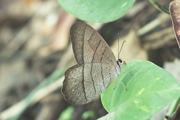 Pierella lamia-1385