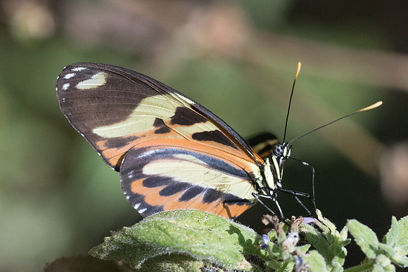 Heliconius ethilla narcaea -1744