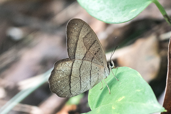 Pierella lamia-1392