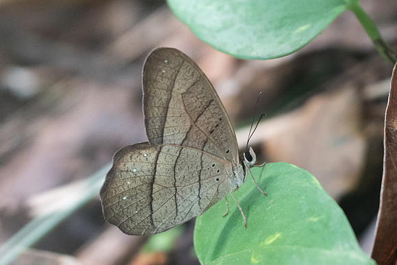Pierella lamia-1389