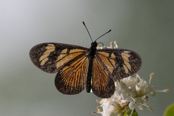 Actinote carycina-6313 - Sao Paulo - Parc d'Ibirapuera - 25/10/21