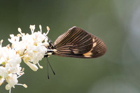 Actinote carycina-6324 - Sao Paulo - Parc d'Ibirapuera - 25/10/21