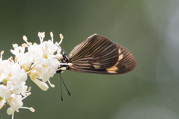 Actinote carycina-6324 - Sao Paulo - Parc d'Ibirapuera - 25/10/21