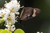 Actinote carycina-6354,- Sao Paulo 25/10/21