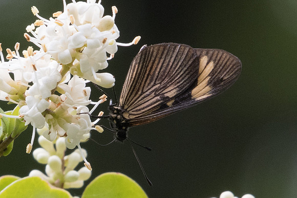 Actinote carycina-6354,- Sao Paulo 25/10/21