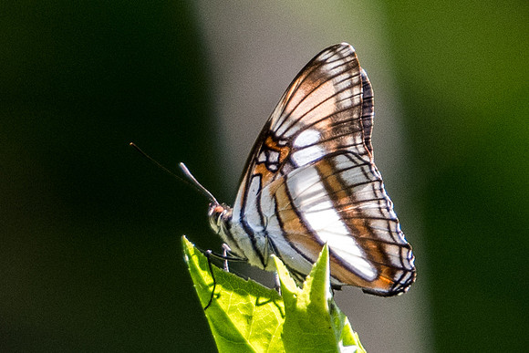 Adelpha serpa -5111 - Sao Paulo (Jardim Botanico) - 23/10/21