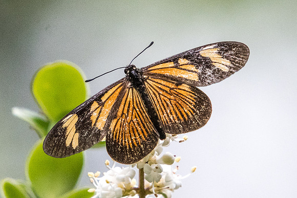 Actinote carycina-6367 - Sao Paulo - Parc d'Ibirapuera -25/10/21