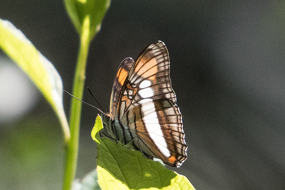Adelpha serpa serpa-4739  - Sao Paulo (Jardim Botanico) - 23/10/21