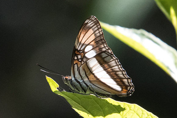 Adelpha serpa-4841  - Sao Paulo (Jardim Botanico) - 23/10/21