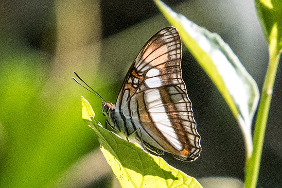 Adelpha serpa-4828  - Sao Paulo (Jardim Botanico) - 23/10/21