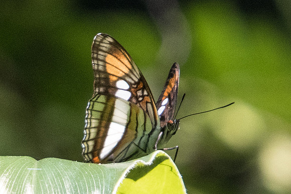 Adelpha serpa-4857 - Sao Paulo (Jardim Botanico) - 23/10/21