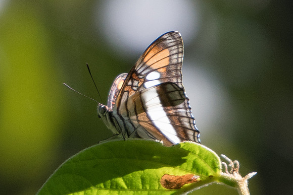 Adelpha serpa-4918  - Sao Paulo (Jardim Botanico) - 23/10/21