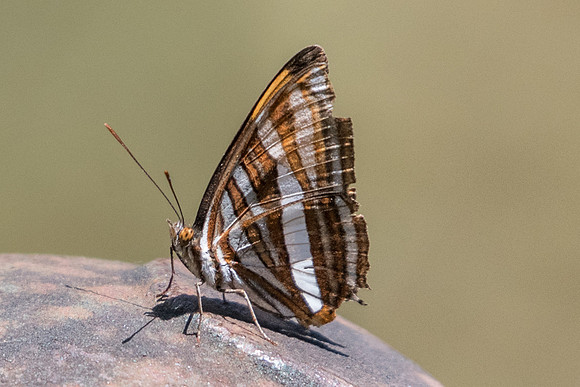 Adelpha syma-4940  - Sao Paulo (Jardim Botanico) - 23/10/21