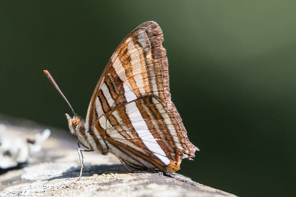 Adelpha syma-4950  - Sao Paulo (Jardim Botanico) - 23/10/21