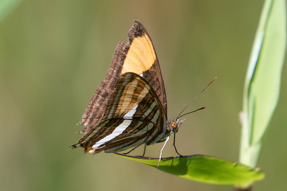 Adelpha syma - 4937  - Sao Paulo (Jardim Botanico) - 23/10/21