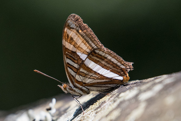 Adelpha syma-4952  - Sao Paulo (Jardim Botanico) - 23/10/21